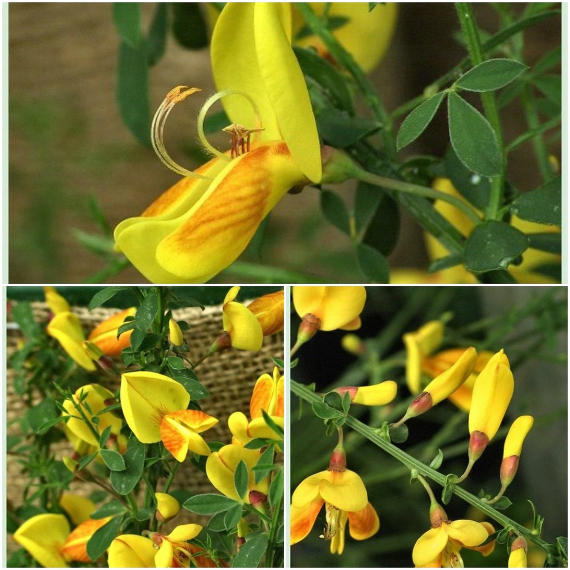 1 Live Plant Madame Butterfly Scotch Broom Shrub Cytisus Etsy