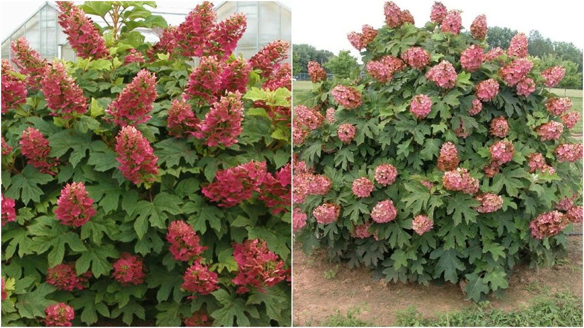 Ruby Slippers Oakleaf Hydrangea Shrub Home Garden US Etsy