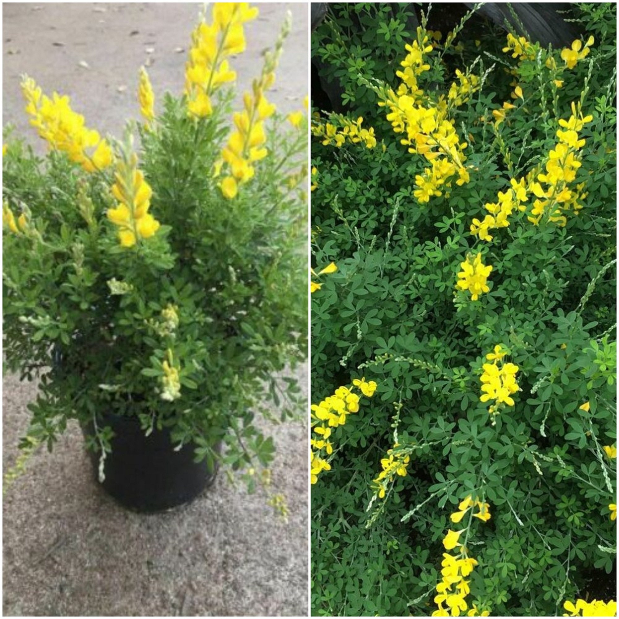 Live Plants Sweet Broom Cytisus x spachianus Home Garden Etsy