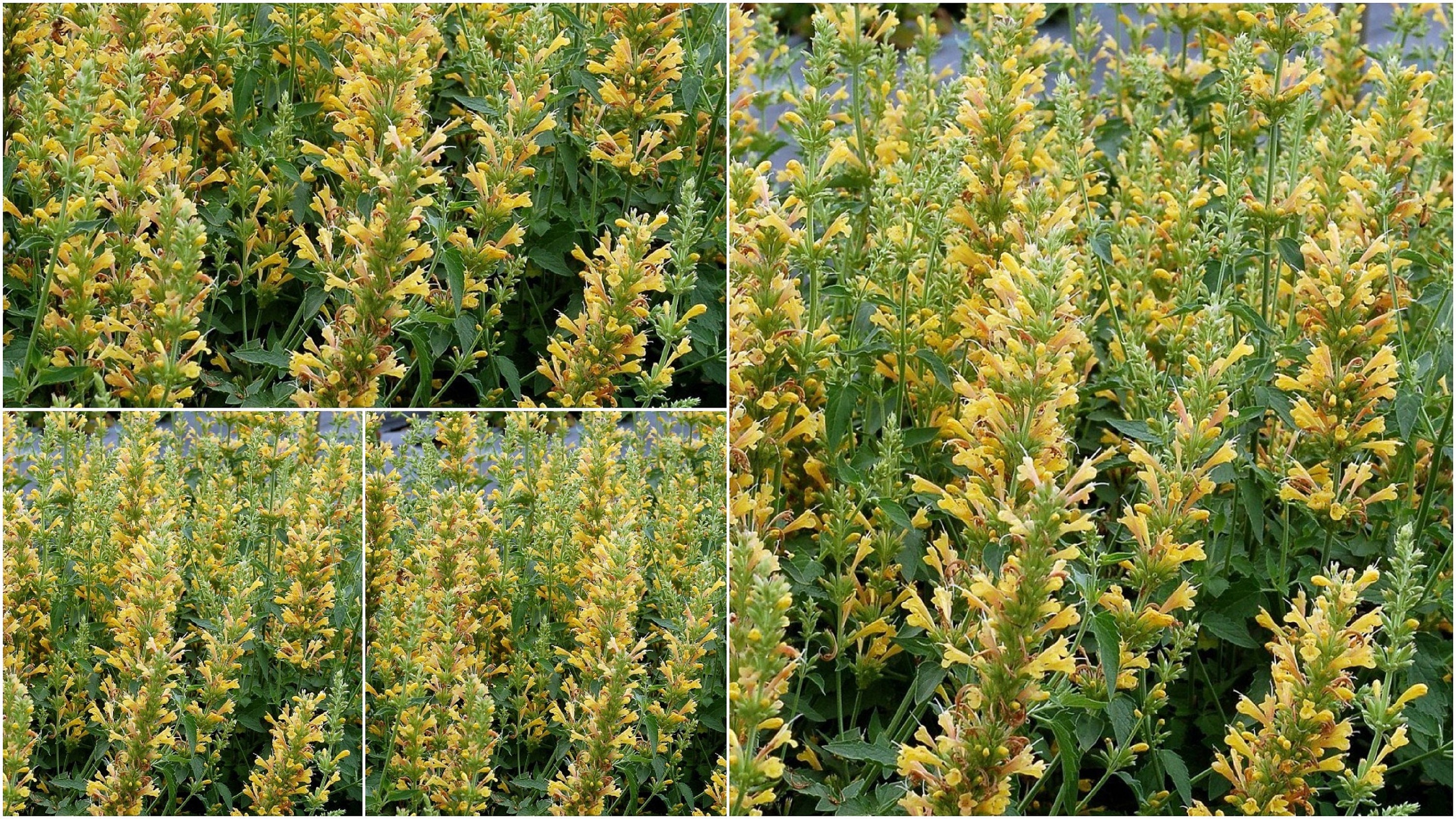 1 Live Plant Agastache Anise Hyssop Yellow Kudos Hummingbird Etsy