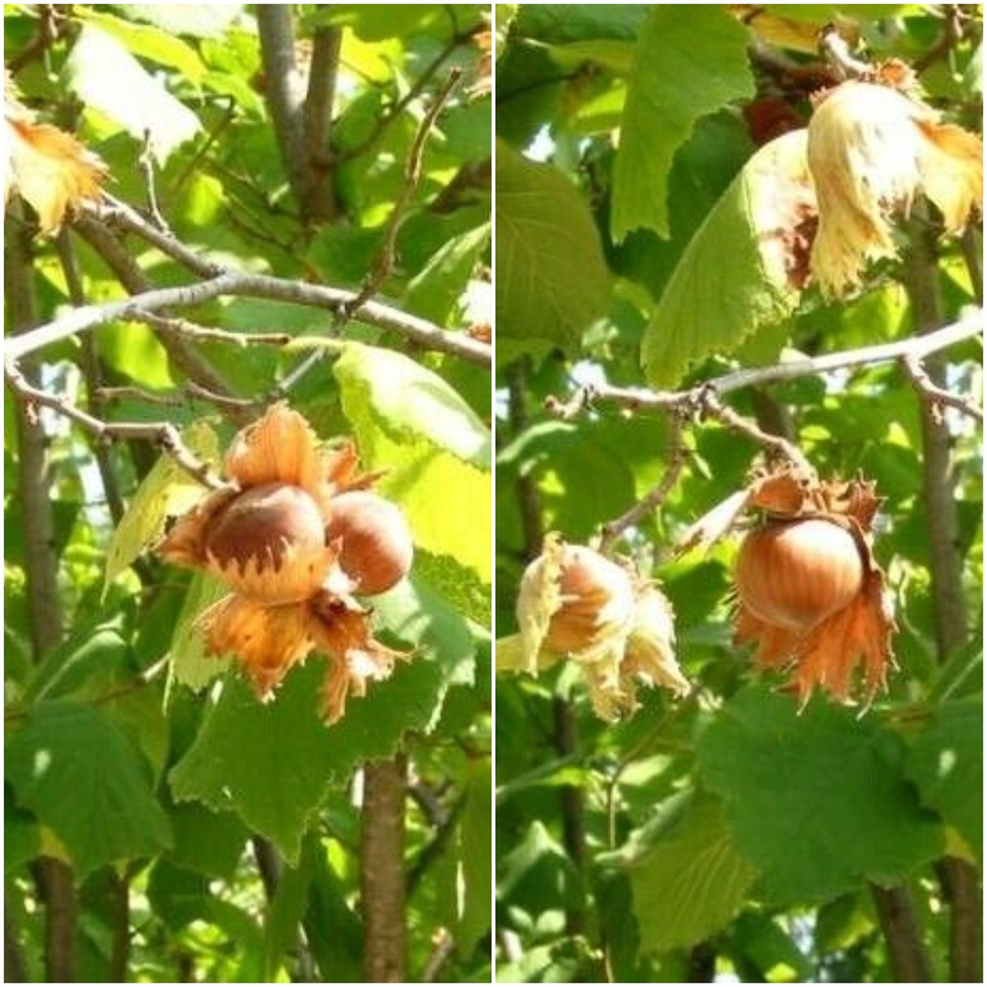 1 Starter Plant Flavorful Filbert Nut Tree 610 Tall Etsy