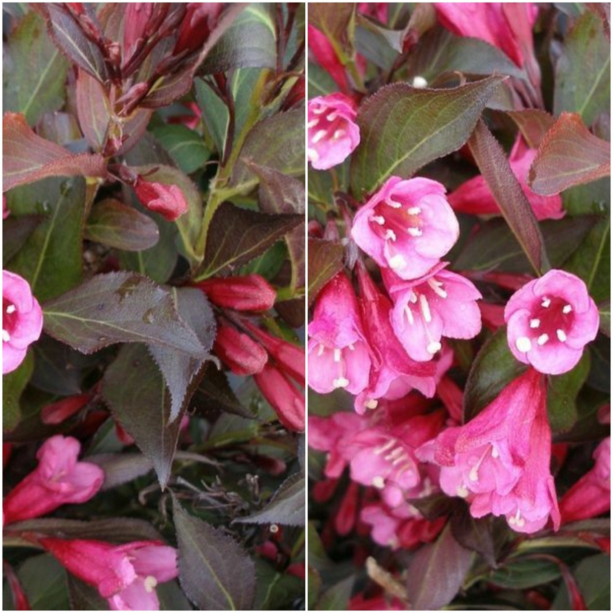 Wine & Roses Weigela PP10772 Home Garden US Shipping Etsy