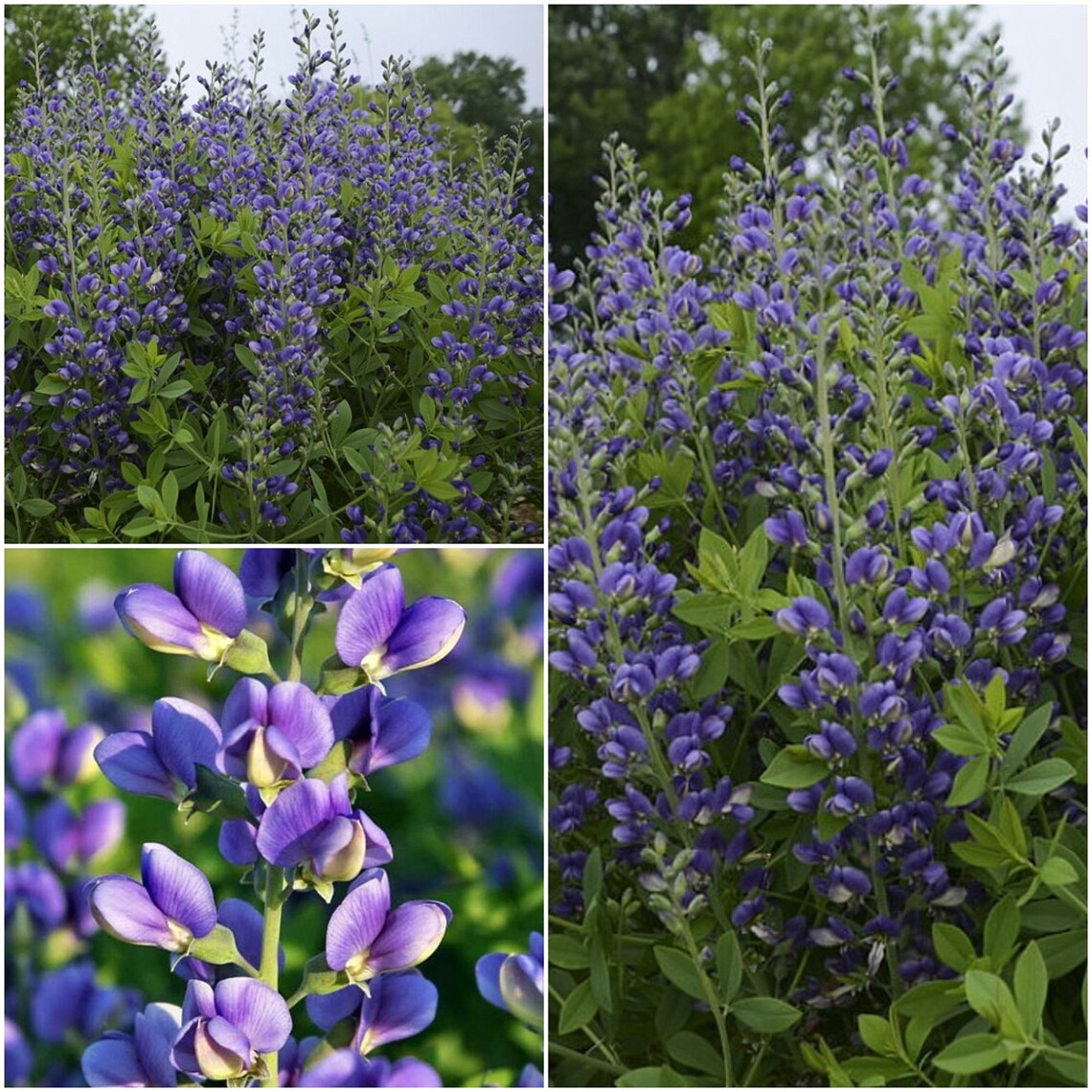 1 Live Plant Blueberry Sundae Baptisia False Indigo Gallon