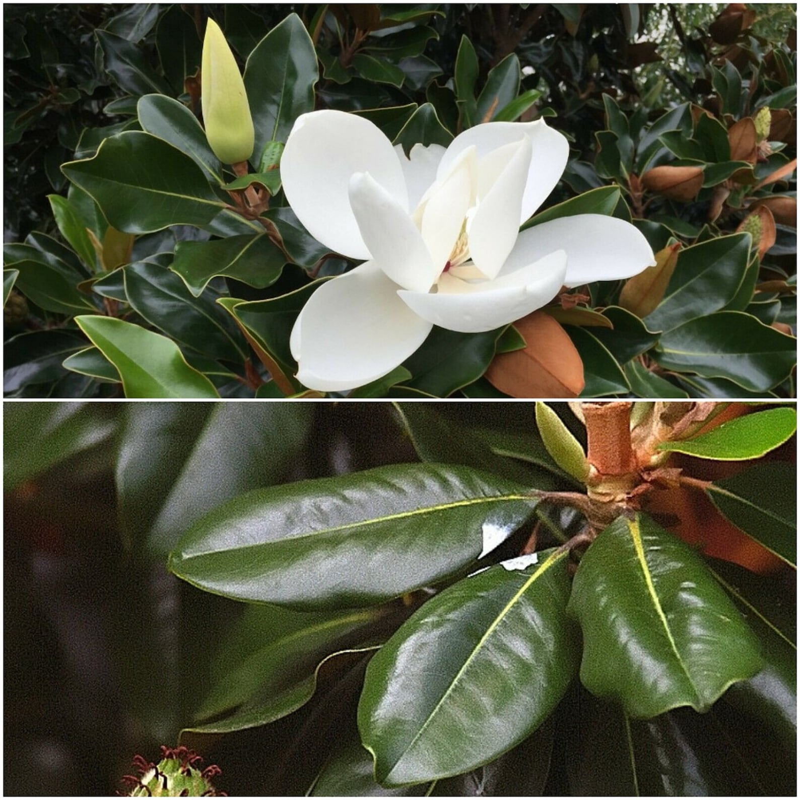 Magnolia Grandiflora Southern Magnolia Tree Home Garden US Etsy