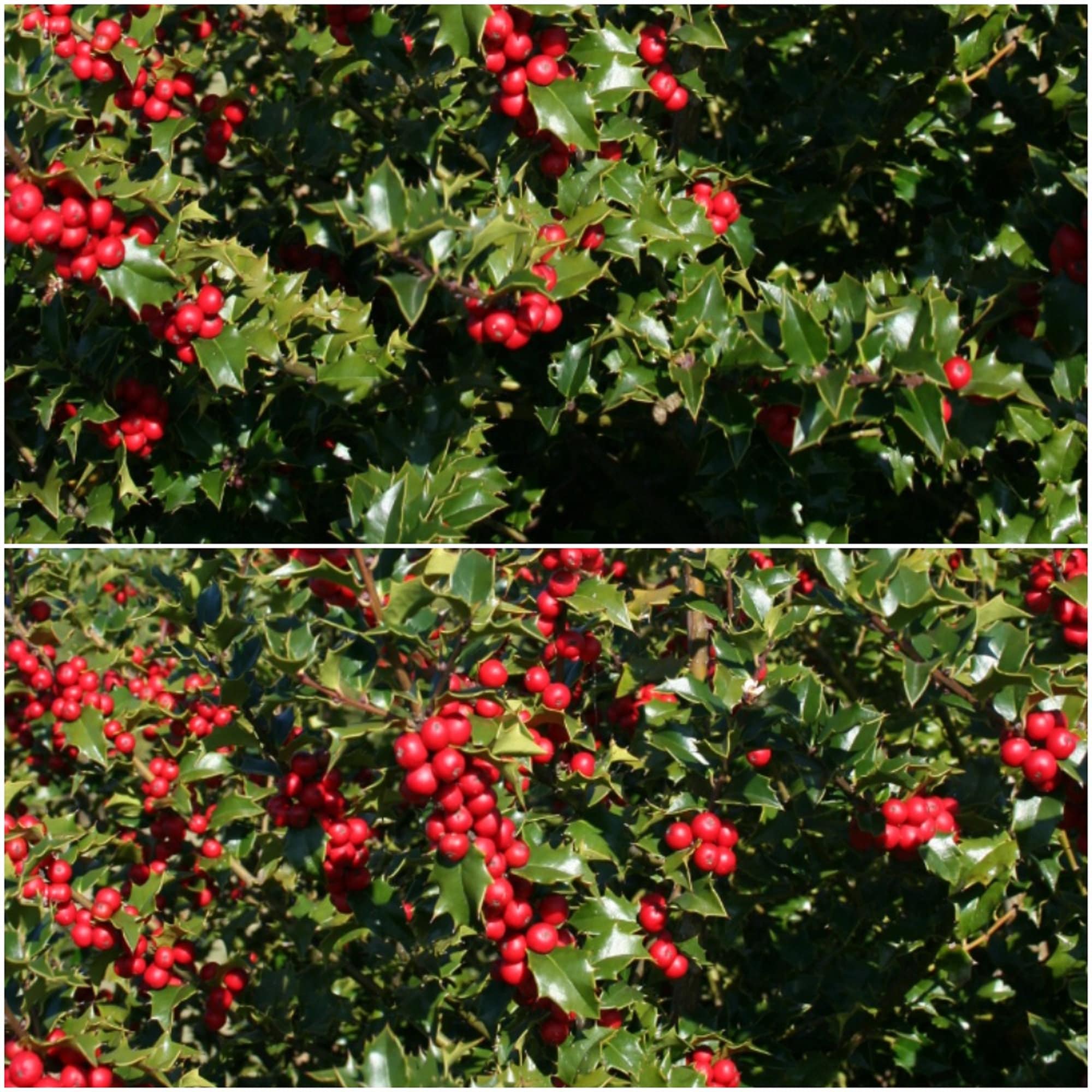 Little Red Holly Shrubs : Red Beauty® Holly, Ilex x ‘Rutzan’ PP #14,750 ...