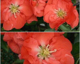 Flowering Quince Etsy
