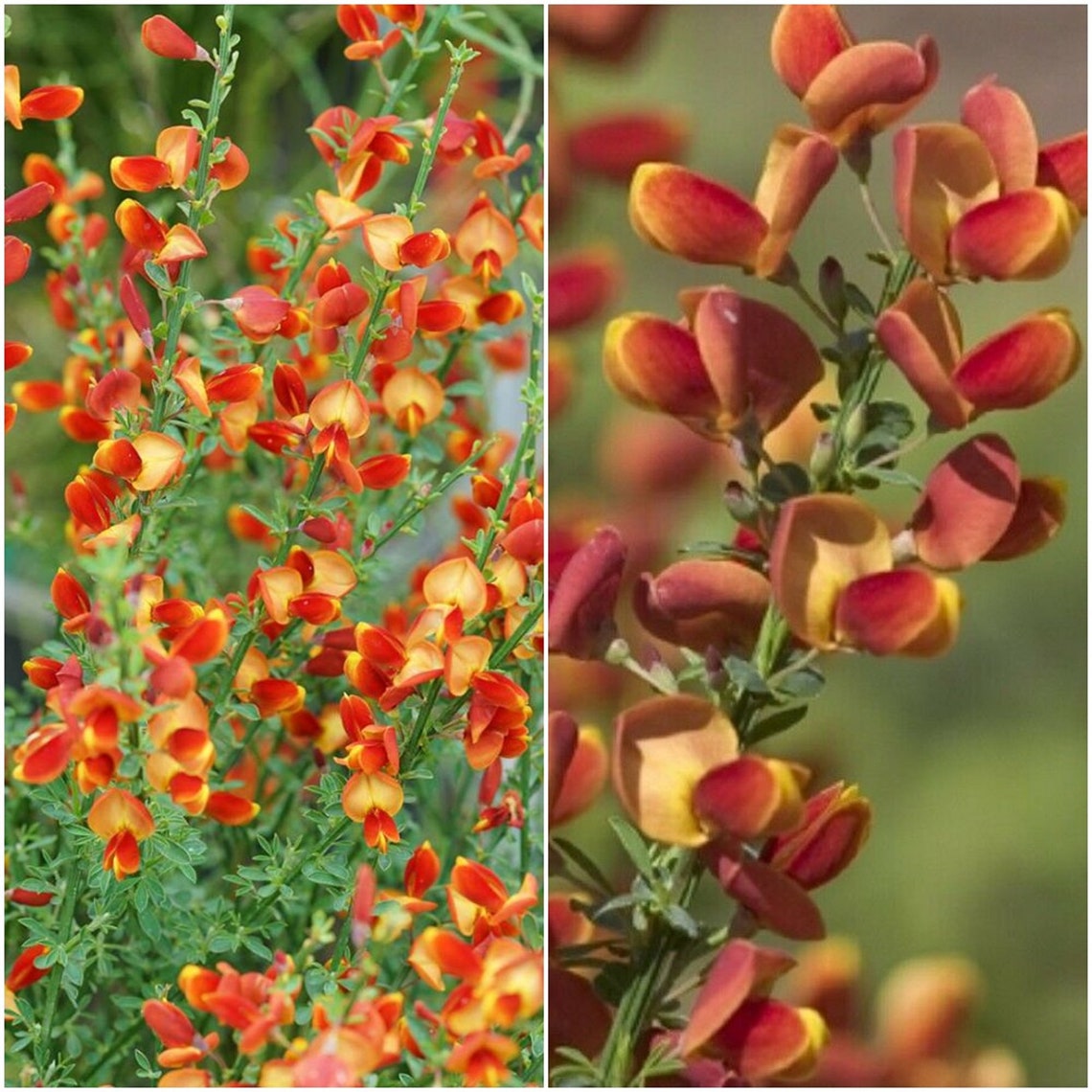 1 Plant Cytisus 'Lena' Scotch Broom No Ship West Etsy