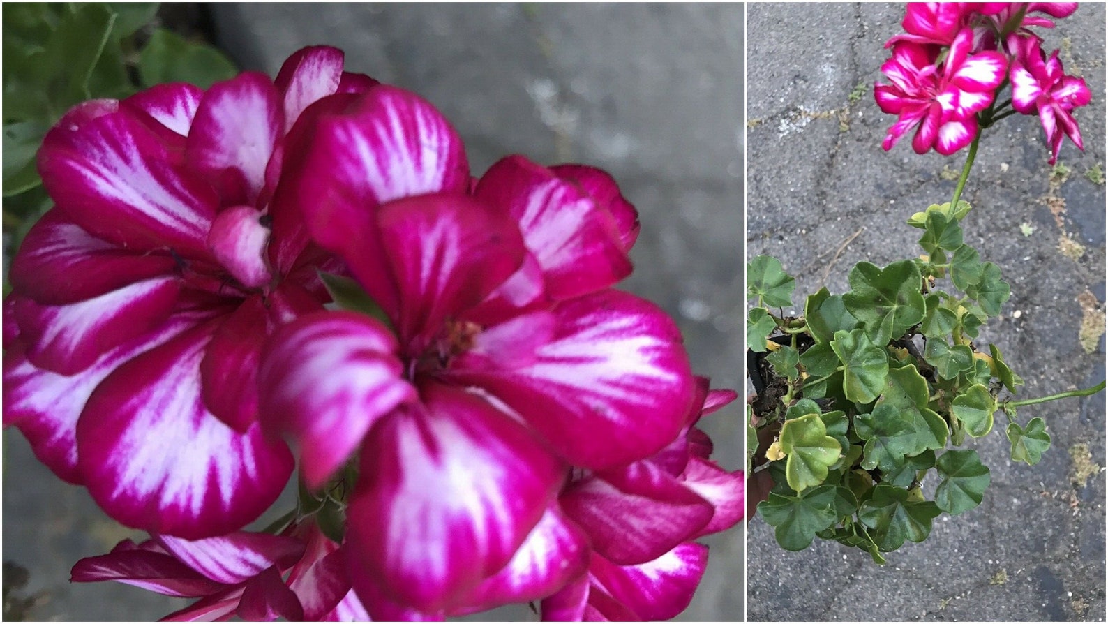 Ivy Geranium Picasso Variegated Purple Flowers Live Plants In | Etsy