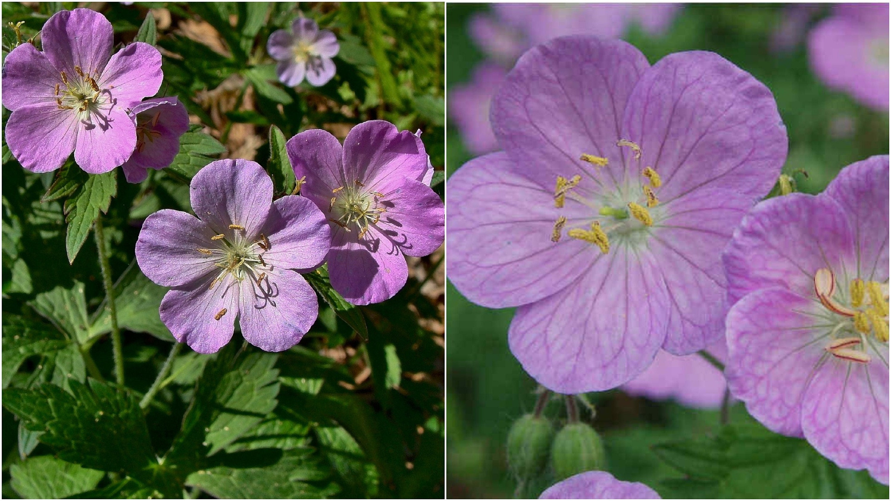 10 Wild Geranium Roots (Geranium Maculatum) - Spotted Cranesbill Perennial Bulbs For Planting