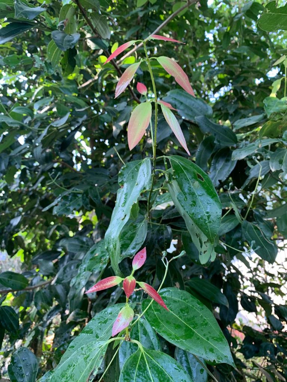 Ceylon Cinnamon Sticks Premium Quality Etsy