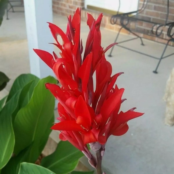 Canna Lily Bulbs Rhizomes Green & Purple Leaf with red flowers