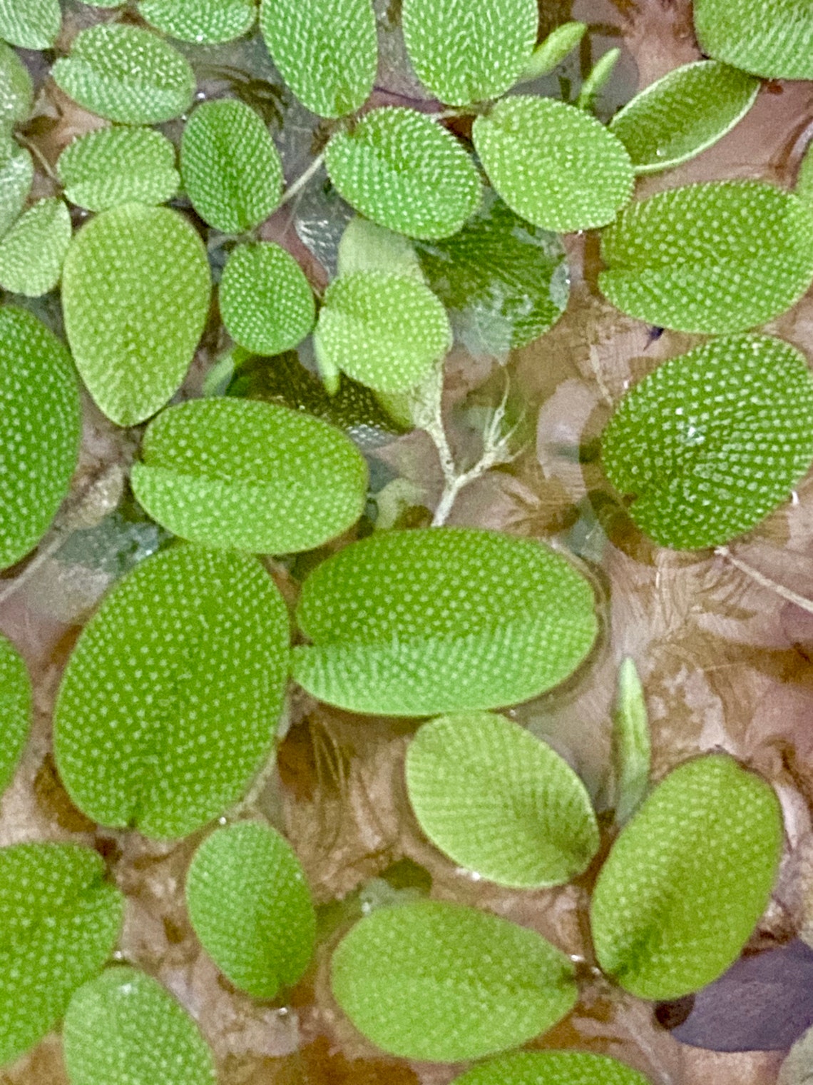 SALVINIA FERN Floating Aquarium Plants Salvinia Auriculata