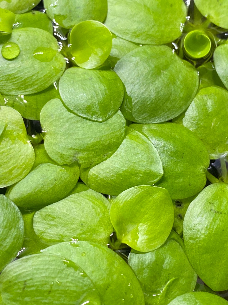AMAZONIAN FROGBIT Floating Aquarium Plants Limnobium Etsy