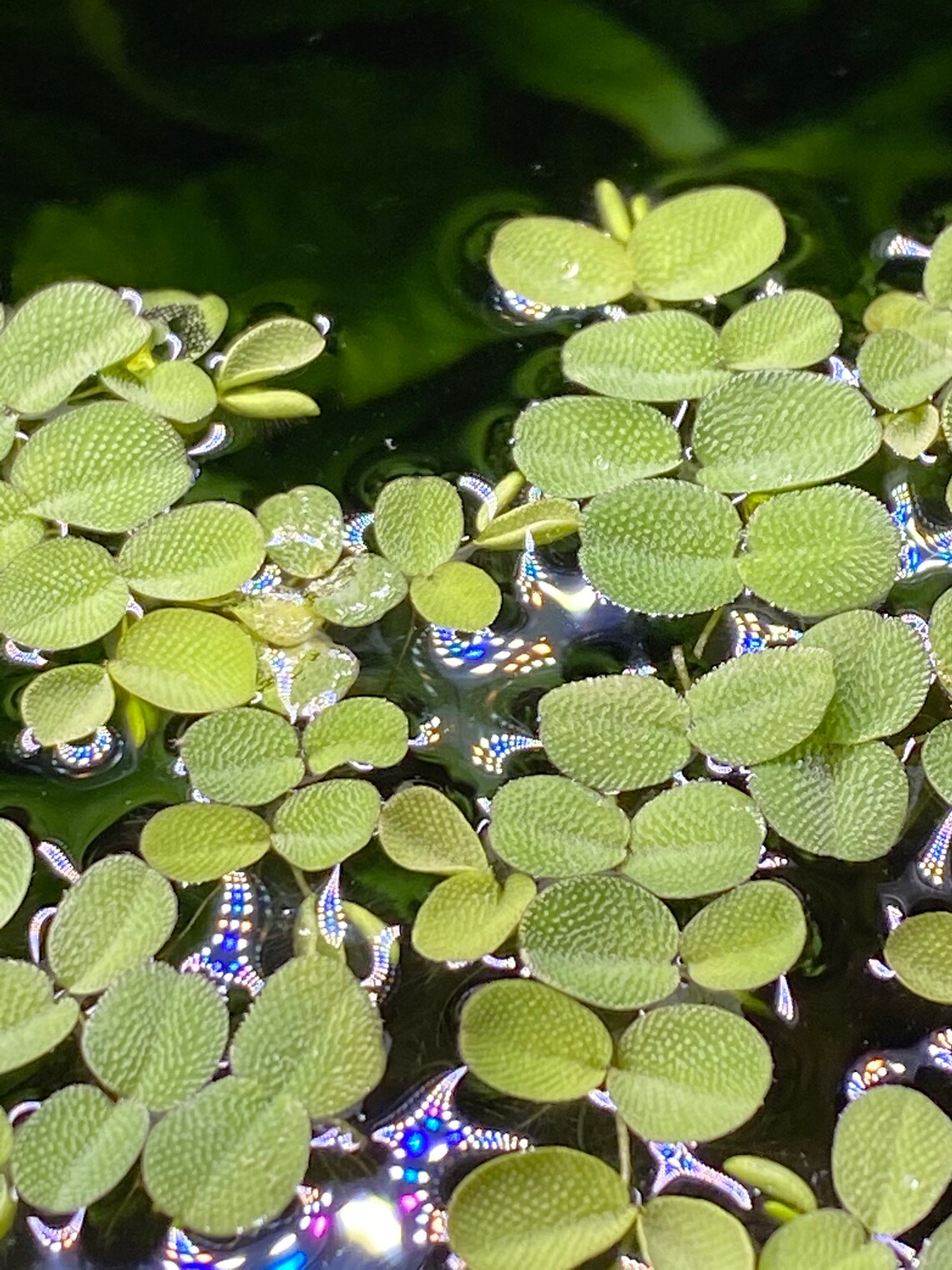 SALVINIA FERN Floating Aquarium Plants Salvinia Auriculata
