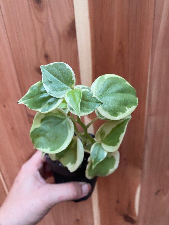 Cupid Peperomia Variegated Peperomia Scandens Variegata Etsy