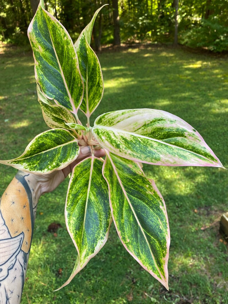 Pink Aglaonema / Siam / Aurora Chinese Evergreen | Etsy