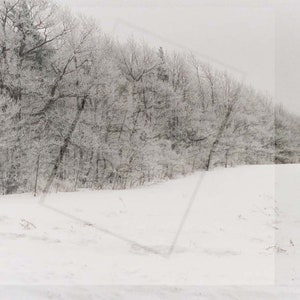 Wintery Forest