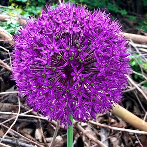 ALLIUM FLOWER Print