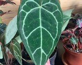 Anthurium crystallinum US Seller Fully-rooted 3-4 Leaves