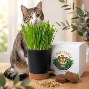 May include: A brown and white tabby cat sits beside a black planter filled with vibrant green organic cat grass. Next to the planter is a white box labeled Sugarbang House Tiger Organic Cat Grass Kit, with loose seeds and soil discs.