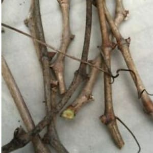 May include: A close-up of a bundle of brown grapevine cuttings. The cuttings are about 12 inches long and have several buds along their length.