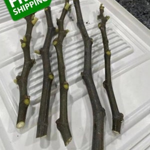 May include: Several dark brown tree cuttings with small buds are arranged on a white surface. The cuttings have a rough texture and varying lengths. A green tag with the words "FREE SHIPPING" is in the upper left corner.