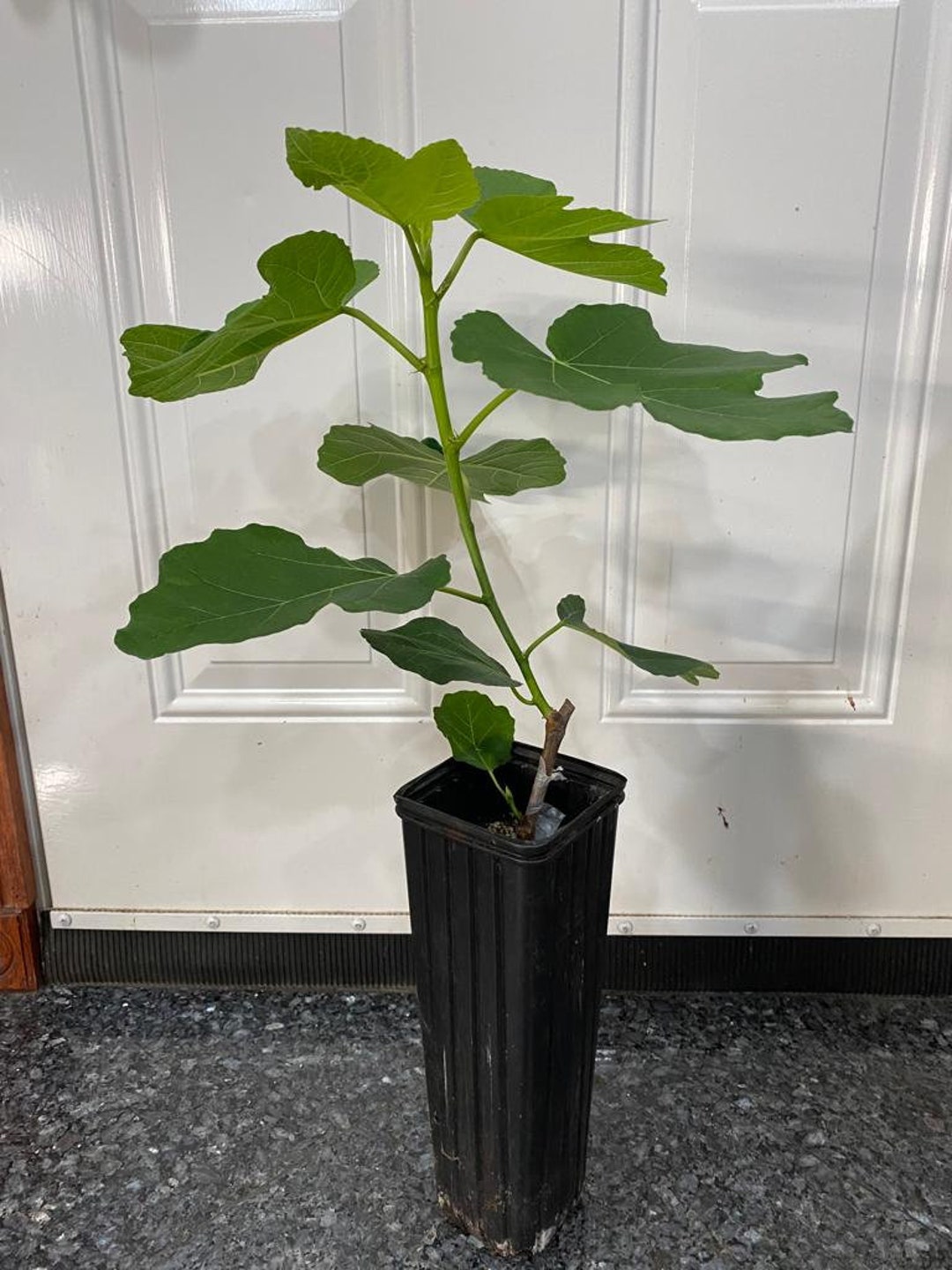 Malta Black Fig Rooted 1 Gal Tree 4x12 Pot Etsy