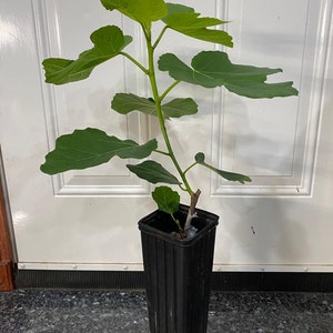 Malta Black Fig Rooted 1 Gal Tree 4x12 pot