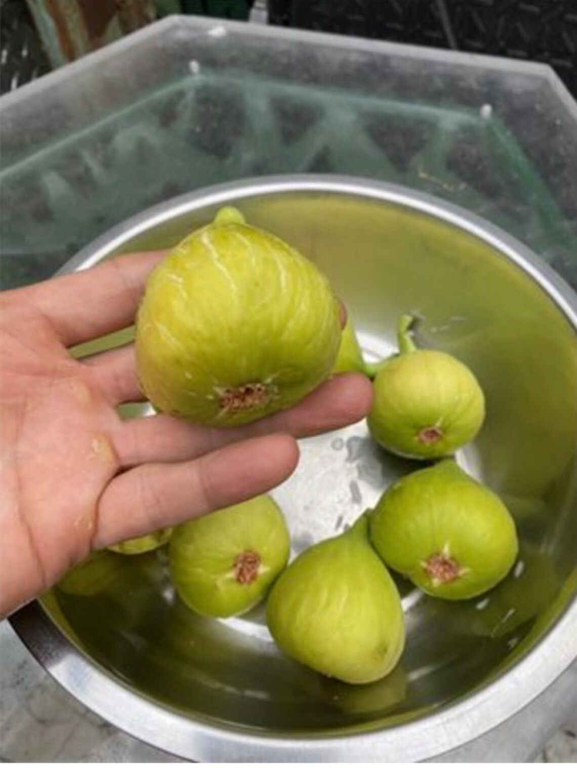 Brooklyn White Italian Fig Rooted Tree Very Hardy Split Etsy