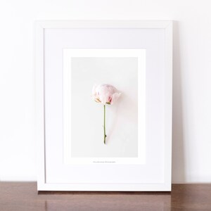 Delicate Peony Printed Poster