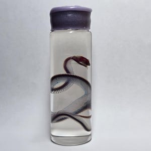 Diaphonized Ball Python (Hatchling)