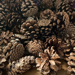 Natural Pinecones Wisconsin Pinecones Crafting Pinecones image 1