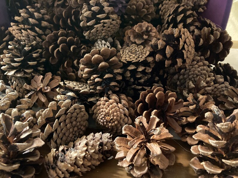 Natural Pinecones Wisconsin Pinecones Crafting Pinecones image 1