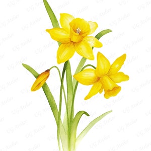 Pode incluir: Uma pintura em aquarela de um buqu&ecirc; de narcisos amarelos com caules e folhas verdes.
