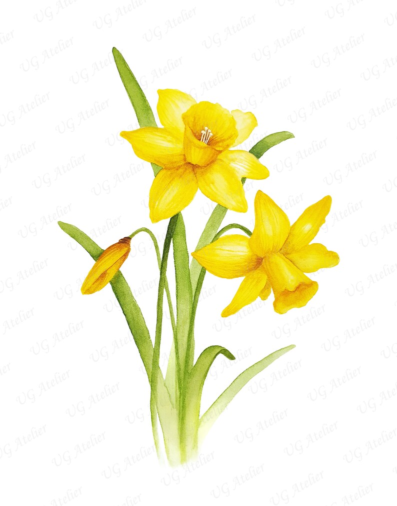 Pode incluir: Uma pintura em aquarela de um buqu&ecirc; de narcisos amarelos com caules e folhas verdes.