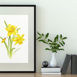 Pode incluir: Uma pintura de aquarela emoldurada de narcisos amarelos com caules e folhas verdes sobre um fundo branco.