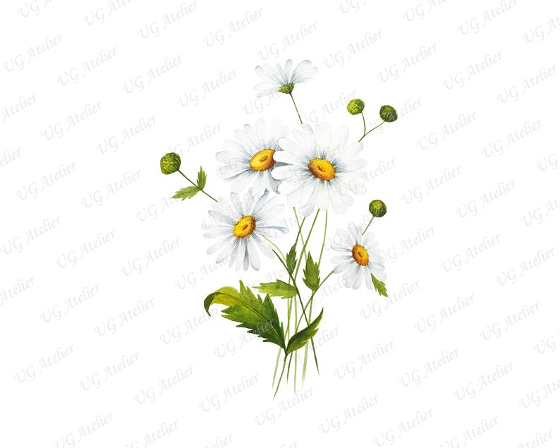 Daisy Flower Wall Art Instant Printable Watercolor - Etsy