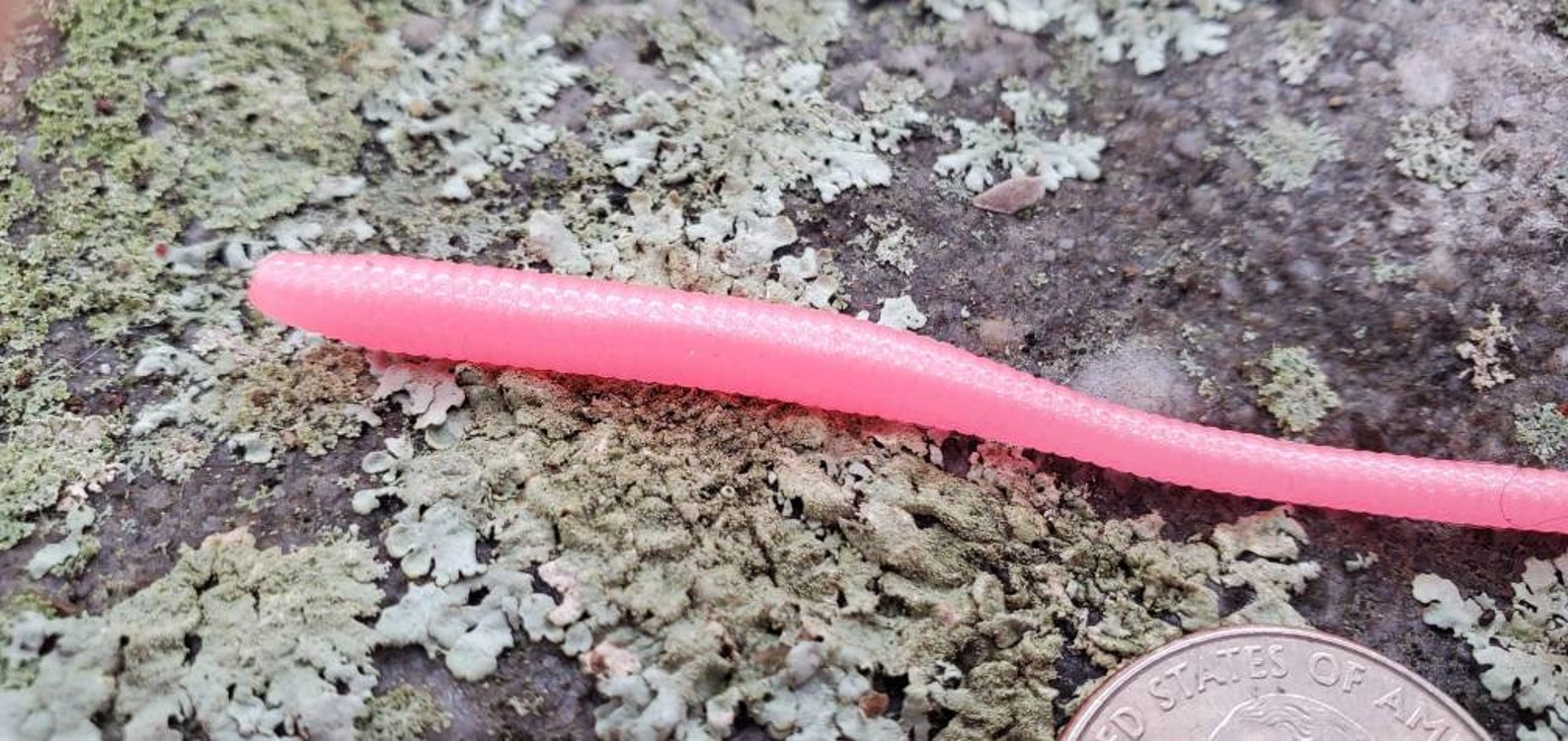 Soft Plastic Trout Worm Pink Color plus 1 micro jig Etsy