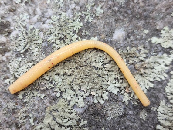 Soft Plastic Trout Worm Butterworm Color Plus 1 Micro Jig 