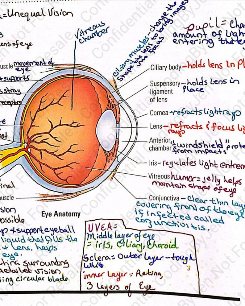 2022 Eye Ocular Adnexa Section CPT Instant Download Medical - Etsy