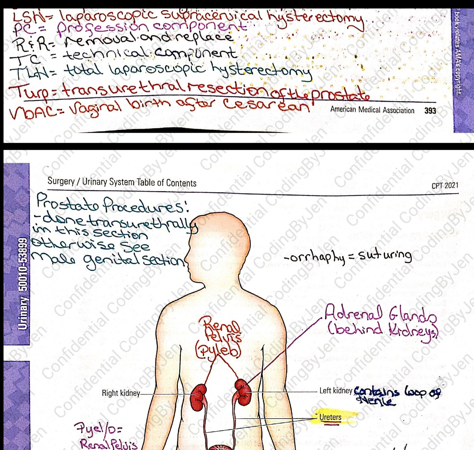Urinary 2021 CPT Section with fixed numerical sequence fix Etsy