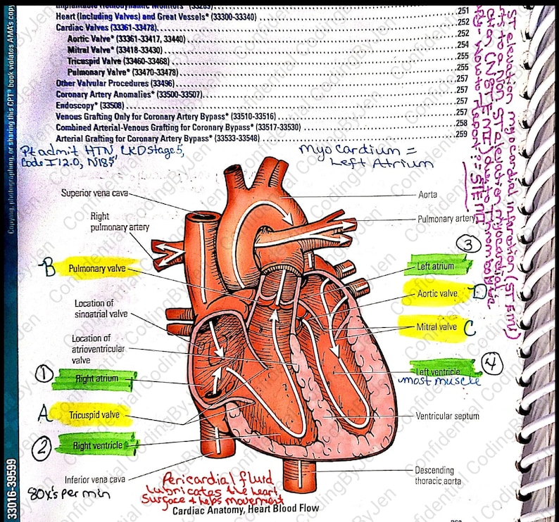2021 CPT Surgery Cardiology guide notes for CPC exam AAPC Etsy