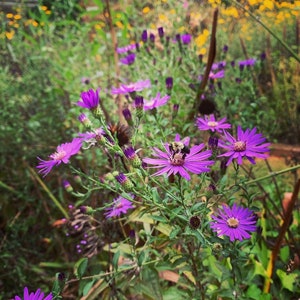 Puede incluir: Primer plano de flores de aster moradas con centros amarillos y una abeja. Las flores están dispuestas sobre un fondo de follaje verde y otras flores silvestres. La escena está iluminada por luz natural, creando una exhibición vívida.