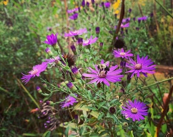 Semillas de áster de Georgia