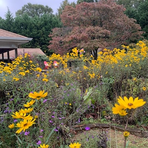 May include: A garden with a variety of yellow flowers in bloom. The flowers are in the foreground of the image, with a tree and a house in the background.