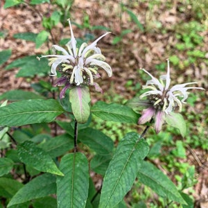 Southern Appalachian Beebalm Seeds - unique and rare native.