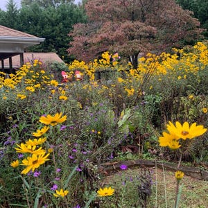 Op de afbeelding: Een levendige tuinscène met een overvloed aan gele zonnebloemen en paarse wilde bloemen. Op de achtergrond staat een boom met roodbruine bladeren, met een huis en groene bomen.