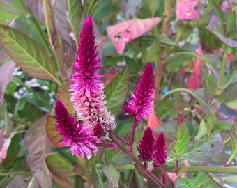 Celosia 'Cramer's Amazon' Seed