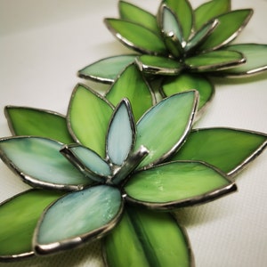 Stained glass succulent, waterless plant, cactus, succulent image 9