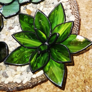 Stained glass succulent, waterless plant, cactus, succulent Green Wispy Trans